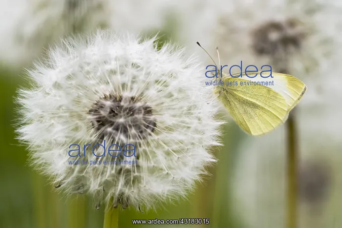 : Small Small white (Pieris rapae) on dandelion (Taraxacum) : Small Small white (Pieris rapae) on dandelion (Taraxacum)