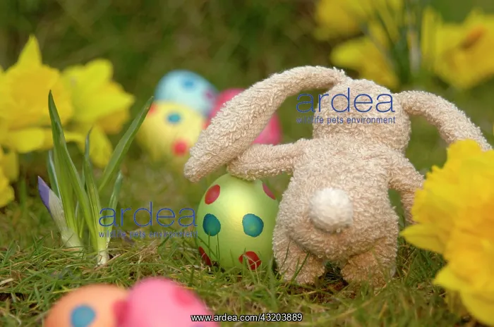 : Small soft toy, bunny, in between Easter eggs and : Small soft toy, bunny, in between Easter eggs and