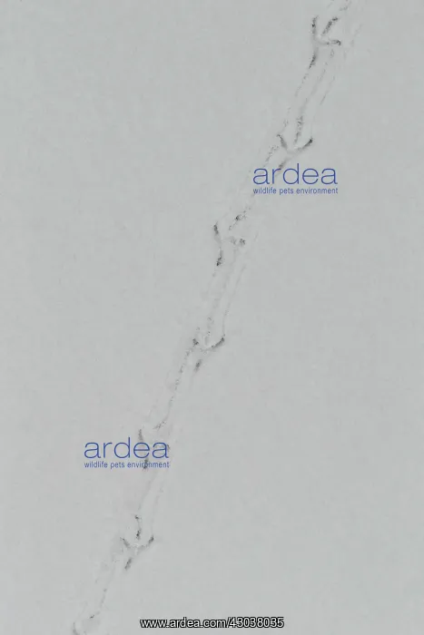 : Small Songbird tracks in snow March in Connecticut bird : Small Songbird tracks in snow March in Connecticut bird