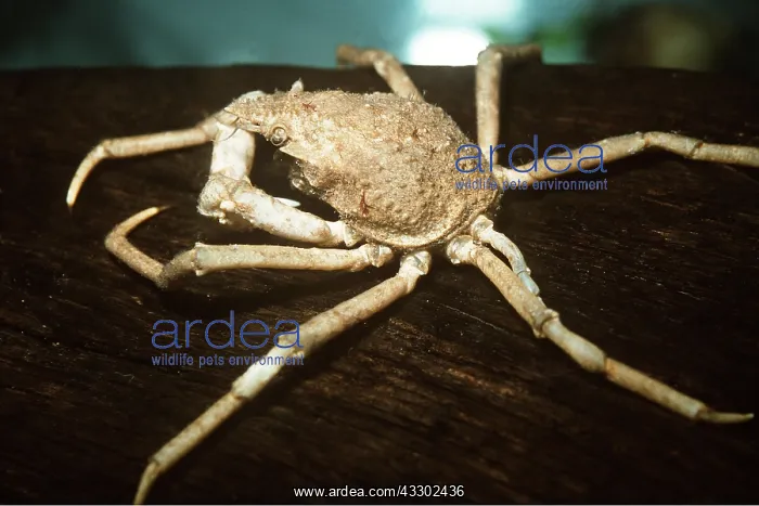 : SMALL SPIDER CRAB - encrusted with sponges : SMALL SPIDER CRAB - encrusted with sponges