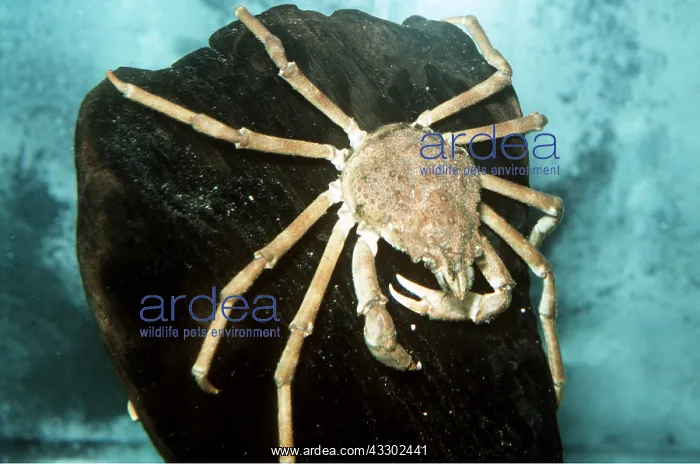 : SMALL SPIDER CRAB - encrusted with sponges : SMALL SPIDER CRAB - encrusted with sponges