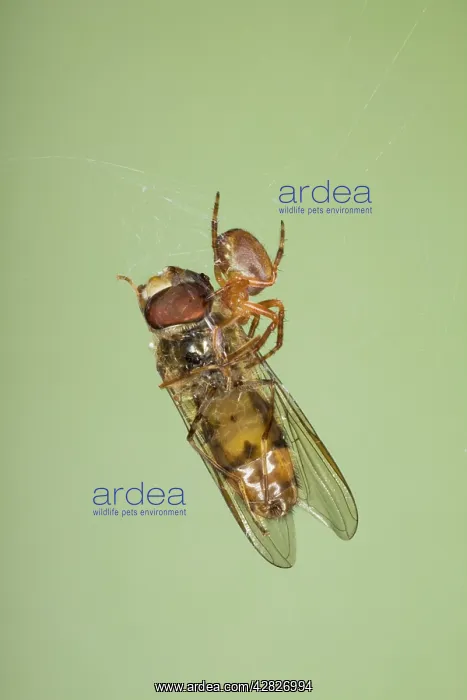 : Small Spider with Marmalade Hoverfly caught in web : Small Spider with Marmalade Hoverfly caught in web