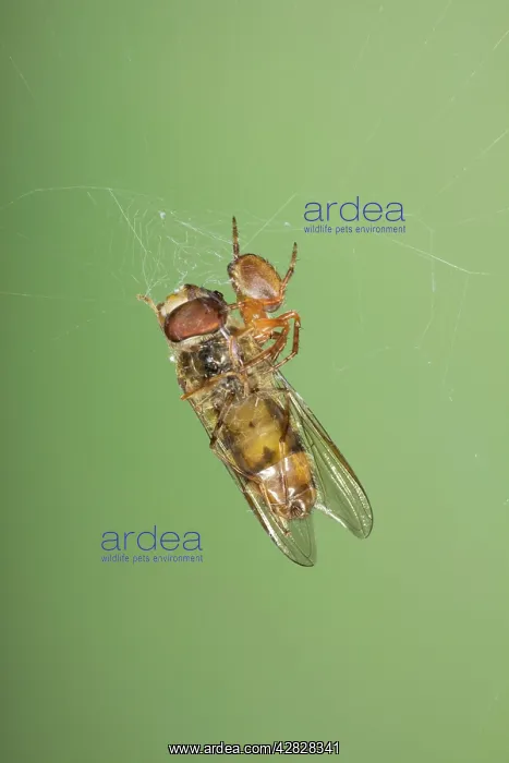 : Small Spider with Marmalade Hoverfly caught in web : Small Spider with Marmalade Hoverfly caught in web
