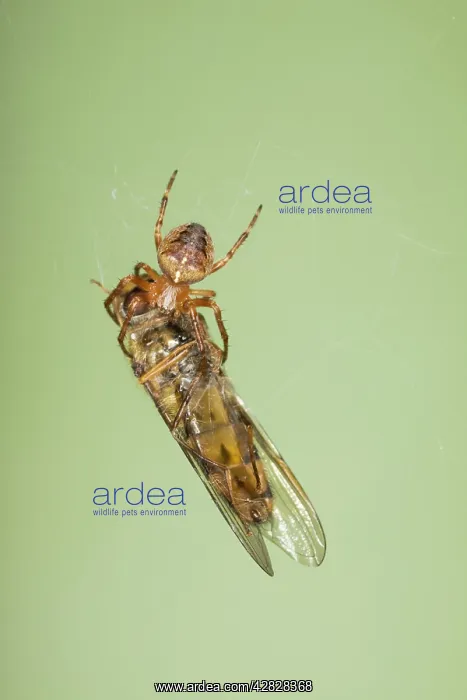 : Small Spider with Marmalade Hoverfly caught in web : Small Spider with Marmalade Hoverfly caught in web