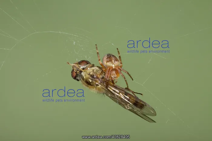: Small Spider with Marmalade Hoverfly caught in web : Small Spider with Marmalade Hoverfly caught in web