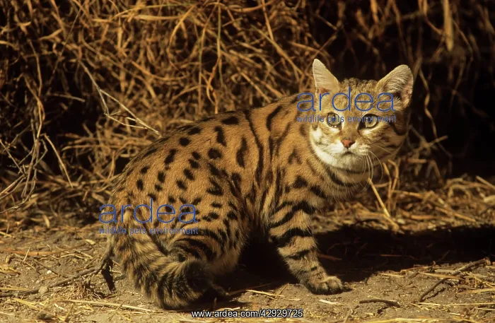 : SMALL-SPOTTED / Black-Footed Cat : SMALL-SPOTTED / Black-Footed Cat