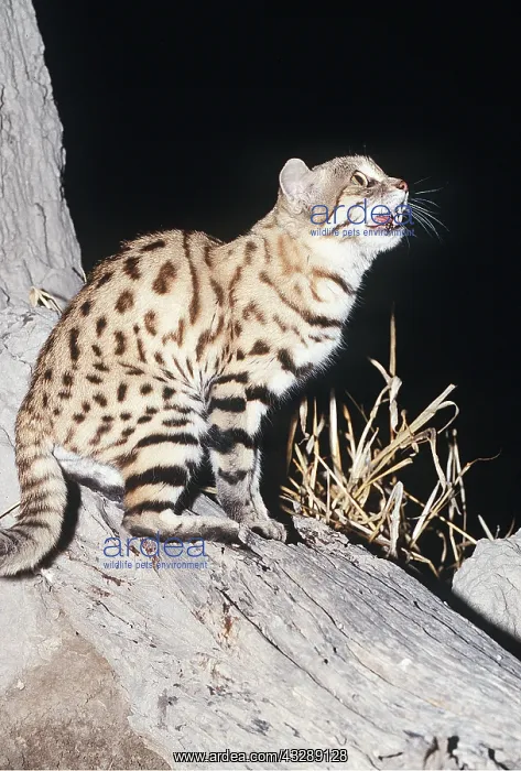 : SMALL-SPOTTED / Black-footed Cat : SMALL-SPOTTED / Black-footed Cat