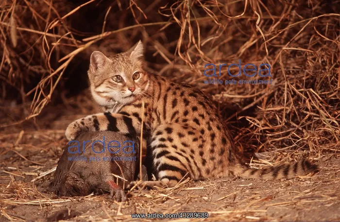 : SMALL-SPOTTED / Black-Footed CAT : SMALL-SPOTTED / Black-Footed CAT