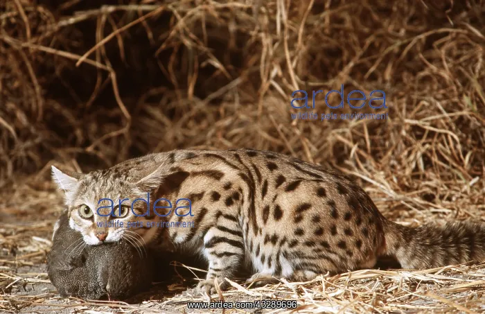 : SMALL-SPOTTED  /  Black-Footed CAT - with Francolin kill