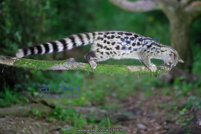 : Small-spotted genet (Genetta genetta) moving on : Small-spotted genet (Genetta genetta) moving on