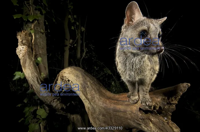 : Small-spotted genet (Genetta genetta) at night : Small-spotted genet (Genetta genetta) at night