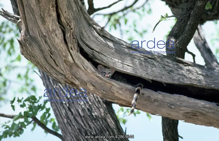 : Small-spotted Genet - spending day resting in hollow tree : Small-spotted Genet - spending day resting in hollow tree