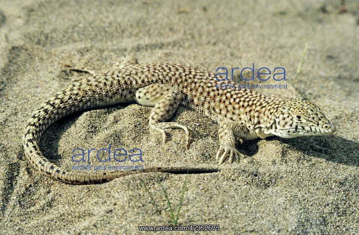 : Small-spotted Lizard - in sand dunes of Central : Small-spotted Lizard - in sand dunes of Central