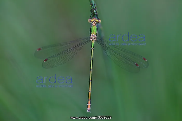 : Small Spreadwing : Small Spreadwing
