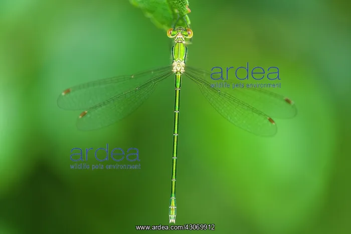 : Small Spreadwing : Small Spreadwing