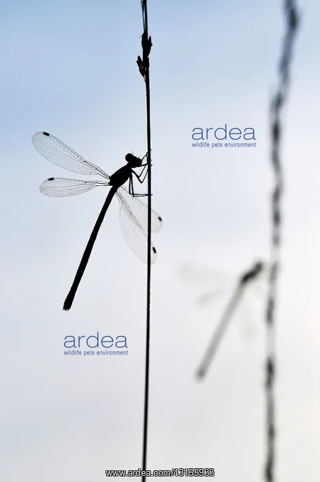 : Small Spreadwing : Small Spreadwing