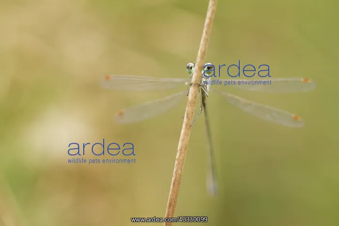 : Small Spreadwing : Small Spreadwing