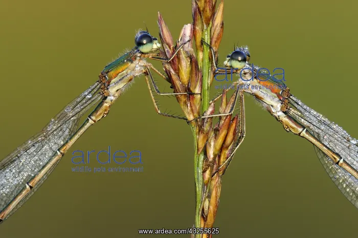 : Small Spreadwing (Lestes virens), Epe, Gelderla : Small Spreadwing (Lestes virens), Epe, Gelderla
