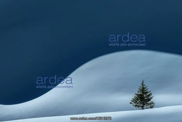 : Small Spruce (Picea) on snow surface with light : Small Spruce (Picea) on snow surface with light