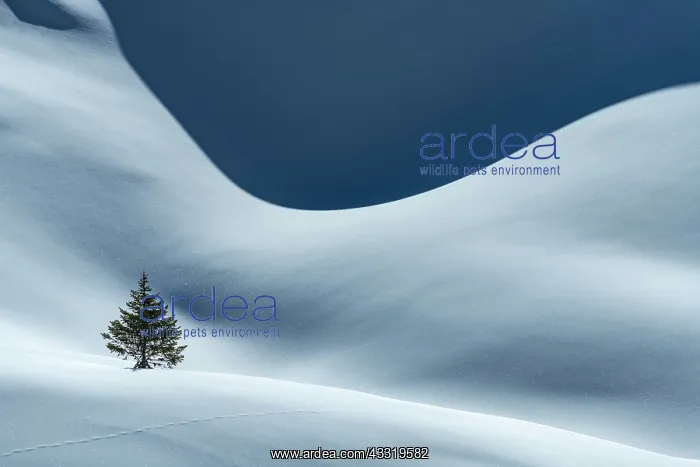 : Small Spruce (Picea) on snow surface with light : Small Spruce (Picea) on snow surface with light