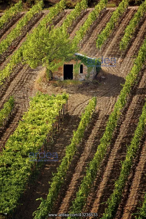 : Small stone barn in vineyard, near Montalcino : Small stone barn in vineyard, near Montalcino