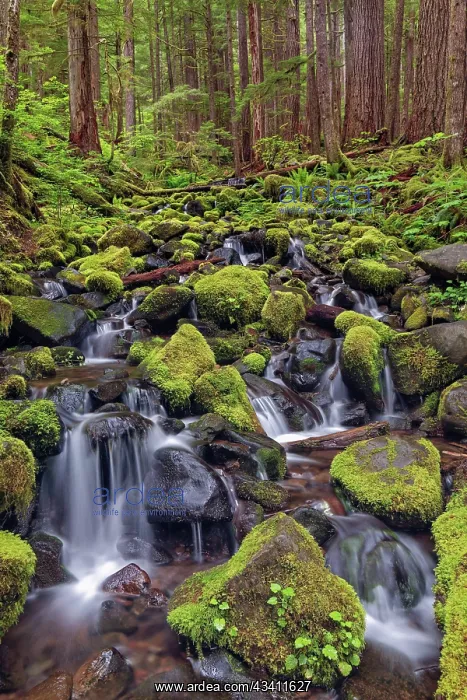 : Small stream cascading through moss covered rocks : Small stream cascading through moss covered rocks