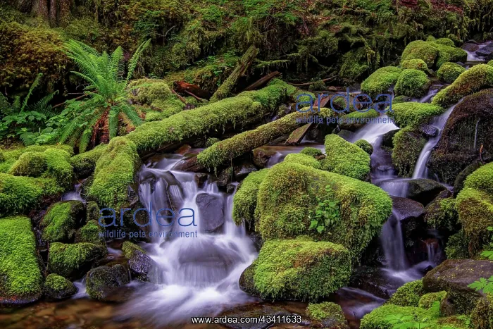 : Small stream cascading through moss covered rocks : Small stream cascading through moss covered rocks