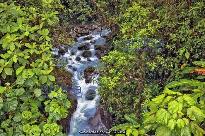 : Small stream or creek, Costa Rica : Small stream or creek, Costa Rica