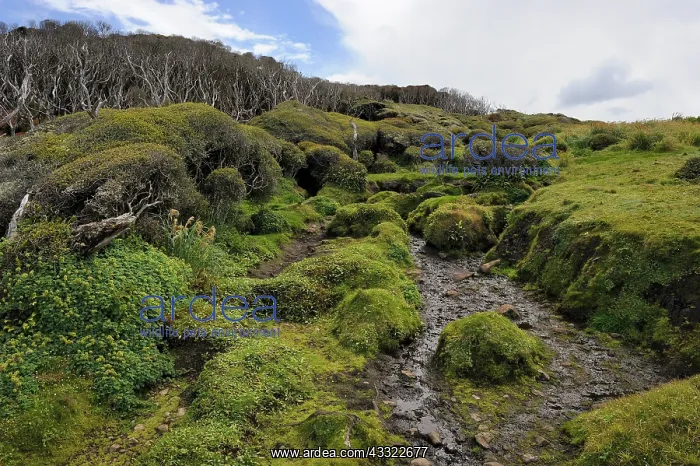 : Small stream on Enderby island : Small stream on Enderby island