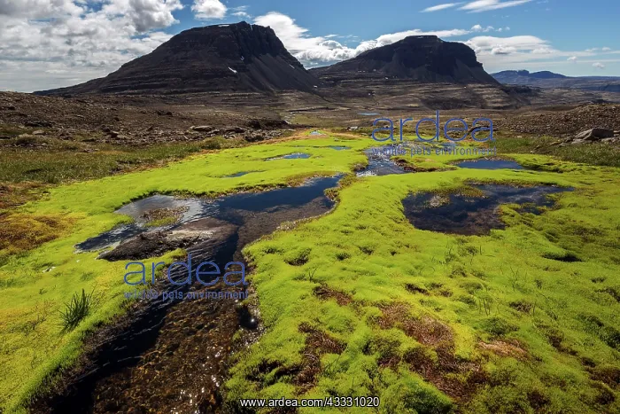 : Small stream through moss in barren surroundings : Small stream through moss in barren surroundings