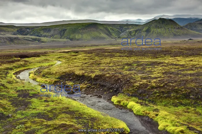  : Small stream and moss, Iceland