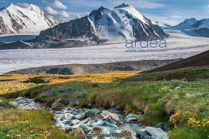 : Small stream, view of Potanin Glacier, Altai Mountains : Small stream, view of Potanin Glacier, Altai Mountains