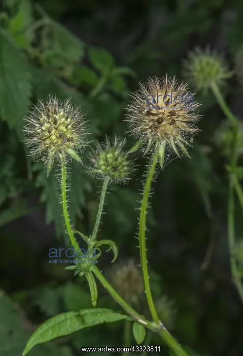 : Small Teasel, Dipsacus pilosus, in fruit; on riverbank : Small Teasel, Dipsacus pilosus, in fruit; on riverbank