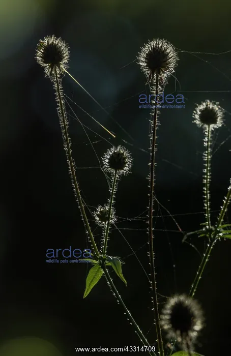: Small Teasel, Dipsacus pilosus in fruit in woodl : Small Teasel, Dipsacus pilosus in fruit in woodl