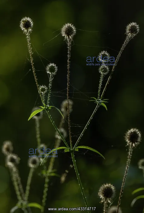: Small Teasel, Dipsacus pilosus in fruit in woodl : Small Teasel, Dipsacus pilosus in fruit in woodl