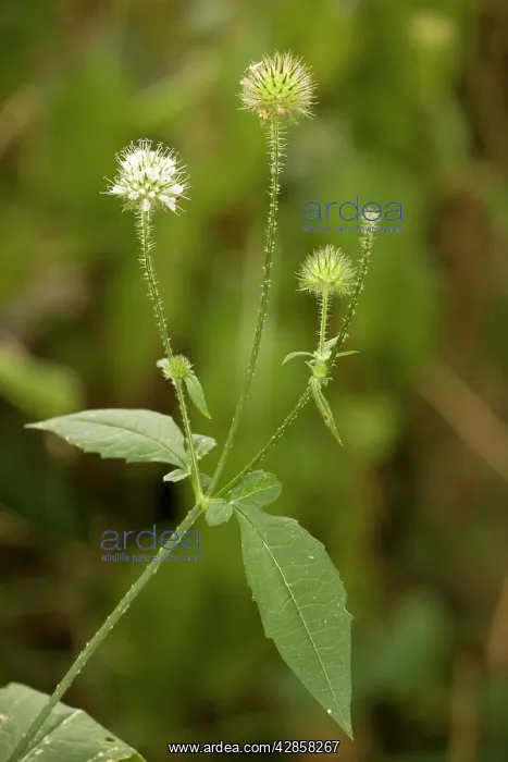 : Small teasel in flower : Small teasel in flower