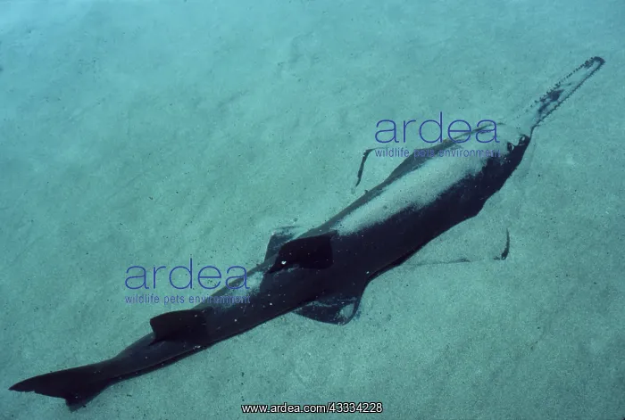 : SMALL-TOOTH SAWFISH - partially buried in sand : SMALL-TOOTH SAWFISH - partially buried in sand