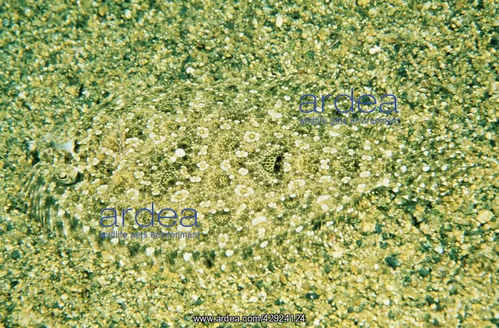 : Small-toothed Flounder : Small-toothed Flounder