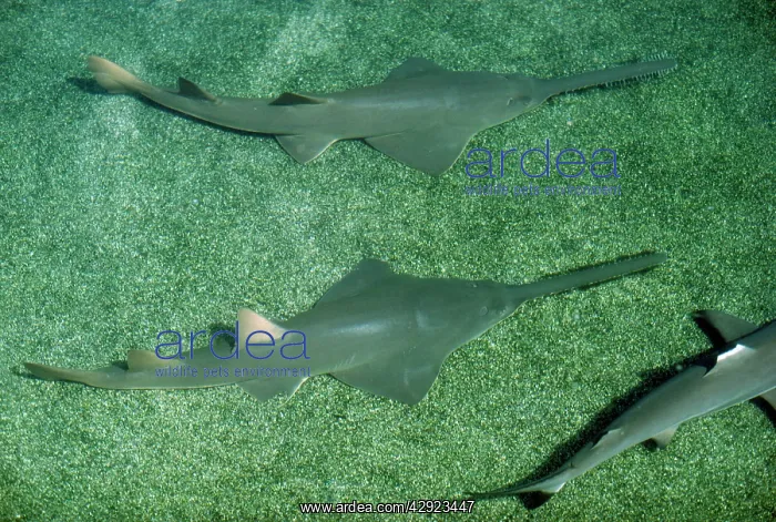 : Small-toothed Sawfish : Small-toothed Sawfish