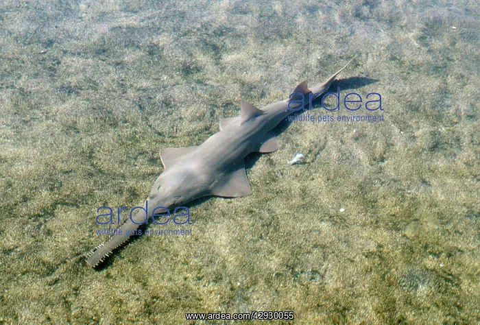 : SMALL TOOTHED SAWFISH : SMALL TOOTHED SAWFISH