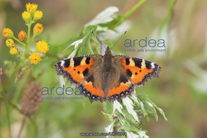 : Small Tortoiseshell : Small Tortoiseshell