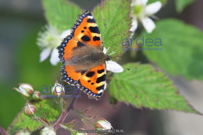 : Small Tortoiseshell : Small Tortoiseshell