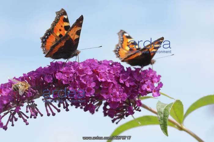 : Small Tortoiseshell : Small Tortoiseshell