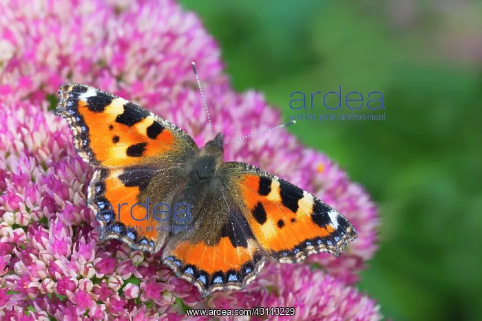 : Small Tortoiseshell : Small Tortoiseshell