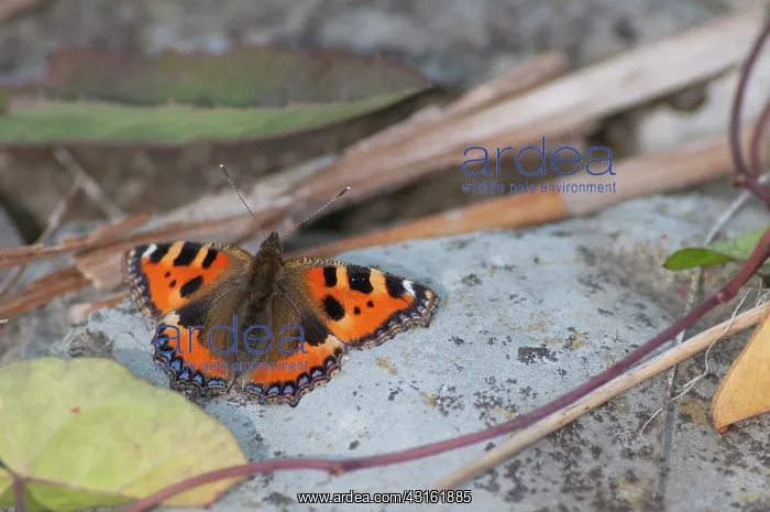 : Small Tortoiseshell : Small Tortoiseshell