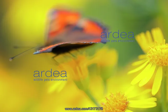: Small Tortoiseshell : Small Tortoiseshell