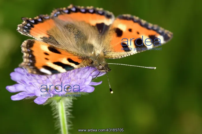: Small Tortoiseshell : Small Tortoiseshell