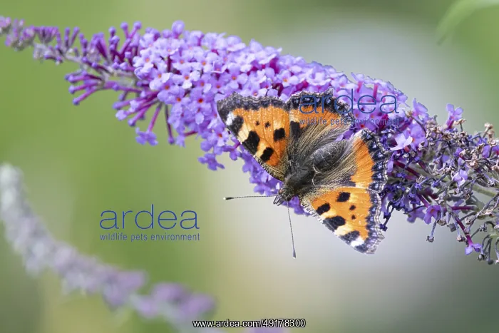 : Small tortoiseshell (Aglais urticae) sucking nectar on an inflorescence of the common lilac (Syringa vulgaris) : Small tortoiseshell (Aglais urticae) sucking nectar on an inflorescence of the common lilac (Syringa vulgaris)