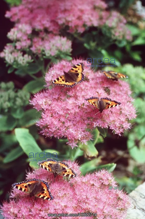 : Small Tortoiseshell Butterflies - On Ice Plant : Small Tortoiseshell Butterflies - On Ice Plant