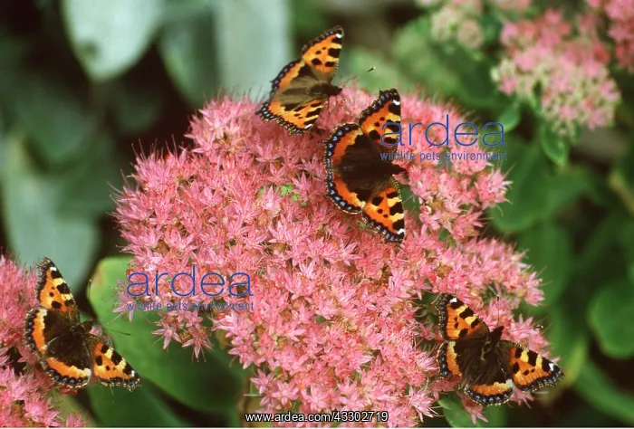 : SMALL TORTOISESHELL BUTTERFLIES - On ice plant / : SMALL TORTOISESHELL BUTTERFLIES - On ice plant /